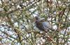 Fieldfare, Nether Winchendon, 30/12/2025 Photo of Fieldfare at Nether Winchendon, Buckinghamshire. Taken by Don Stone on 30th December 2025.
