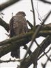 Sparrowhawk, Caldecotte Lake, 26/01/2026 Photo of Sparrowhawk at Caldecotte Lake, Buckinghamshire. Taken by Harry Appleyard on 26th January 2026.