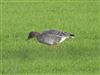 Tundra Bean Goose, Richings Park, 03/01/2026 Tundra Bean Goose at Richings Park, Buckinghamshire. Photographed by Marcus Warden on 3rd January 2026.