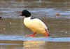 Goosander, Floodplain Forest Nature Reserve (formerly Manor Farm), 04/01/2026 Photo of Goosander at Floodplain Forest Nature Reserve (formerly Manor Farm), Buckinghamshire. Taken by Michael Haberfield on 4th January 2026.