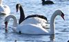 Black Swan, Willen Lake South, Willen Lakes, 05/01/2026 Photo of Black Swan at Willen Lake South, Willen Lakes, Buckinghamshire. Taken by Michael Haberfield on 5th January 2026.