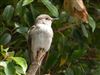 Spotted Flycatcher, Wingrave, 27/06/2025 Photo of Spotted Flycatcher at Wingrave, Buckinghamshire. Taken by James Reader on 27th June 2025.