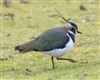 Lapwing, Willen Lake South, Willen Lakes, 06/01/2026 Photo of Lapwing at Willen Lake South, Willen Lakes, Buckinghamshire. Taken by Michael Haberfield on 6th January 2026.