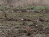 Ringed Plover, Logistica Flood, Milton Keynes, 23/02/2026 Photo of Ringed Plover at Logistica Flood, Milton Keynes, Buckinghamshire. Taken by Harry Appleyard on 23rd February 2026.