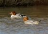 Goosander, Floodplain Forest Nature Reserve (formerly Manor Farm), 22/02/2026 Photo of Goosander at Floodplain Forest Nature Reserve (formerly Manor Farm), Buckinghamshire. Taken by Michael Haberfield on 22nd February 2026.
