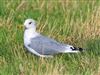 Common Gull, Willen Lake North, Willen Lakes, 02/03/2026 Photo of Common Gull at Willen Lake North, Willen Lakes, Buckinghamshire. Taken by Michael Haberfield on 2nd March 2026.