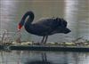 Black Swan, Willen Lake South, Willen Lakes, 23/03/2026 Photo of Black Swan at Willen Lake South, Willen Lakes, Buckinghamshire. Taken by Michael Haberfield on 23rd March 2026.