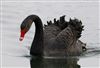 Black Swan, Willen Lake South, Willen Lakes, 23/03/2026 Photo of Black Swan at Willen Lake South, Willen Lakes, Buckinghamshire. Taken by Michael Haberfield on 23rd March 2026.