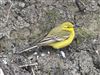 Yellow Wagtail, Aylesbury STW, 11/04/2026 Photo of Yellow Wagtail at Aylesbury STW, Buckinghamshire. Taken by Paul Watts on 11th April 2026.