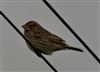 Corn Bunting, Aylesbury STW, 11/04/2026 Photo of Corn Bunting at Aylesbury STW, Buckinghamshire. Taken by Paul Watts on 11th April 2026.