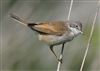 Whitethroat, Floodplain Forest Nature Reserve (formerly Manor Farm), 26/04/2026 Photo of Whitethroat at Floodplain Forest Nature Reserve (formerly Manor Farm), Buckinghamshire. Taken by Michael Haberfield on 26th April 2026.