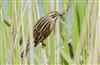 Reed Bunting, Floodplain Forest Nature Reserve (formerly Manor Farm), 26/04/2026 Photo of Reed Bunting at Floodplain Forest Nature Reserve (formerly Manor Farm), Buckinghamshire. Taken by Michael Haberfield on 26th April 2026.