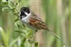 Reed Bunting, Floodplain Forest Nature Reserve (formerly Manor Farm), 26/04/2026 Photo of Reed Bunting at Floodplain Forest Nature Reserve (formerly Manor Farm), Buckinghamshire. Taken by Michael Haberfield on 26th April 2026.