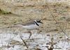 Little Ringed Plover Photo of Little Ringed Plover. Taken by Michael Haberfield.