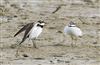 Little Ringed Plover Photo of Little Ringed Plover. Taken by Michael Haberfield.