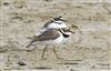 Little Ringed Plover Photo of Little Ringed Plover. Taken by Michael Haberfield.