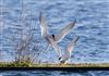 Common Tern, Willen Lake South, Willen Lakes, 28/04/2026 Photo of Common Tern at Willen Lake South, Willen Lakes, Buckinghamshire. Taken by Michael Haberfield on 28th April 2026.