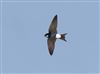 House Martin, Willen Lake South, Willen Lakes, 28/04/2026 Photo of House Martin at Willen Lake South, Willen Lakes, Buckinghamshire. Taken by Michael Haberfield on 28th April 2026.