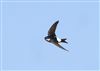 House Martin, Willen Lake South, Willen Lakes, 28/04/2026 Photo of House Martin at Willen Lake South, Willen Lakes, Buckinghamshire. Taken by Michael Haberfield on 28th April 2026.