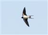 Swallow, Willen Lake South, Willen Lakes, 28/04/2026 Photo of Swallow at Willen Lake South, Willen Lakes, Buckinghamshire. Taken by Michael Haberfield on 28th April 2026.