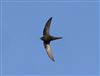 Swift, Willen Lake South, Willen Lakes, 28/04/2026 Photo of Swift at Willen Lake South, Willen Lakes, Buckinghamshire. Taken by Michael Haberfield on 28th April 2026.
