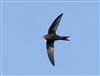Swift, Willen Lake South, Willen Lakes, 28/04/2026 Photo of Swift at Willen Lake South, Willen Lakes, Buckinghamshire. Taken by Michael Haberfield on 28th April 2026.