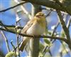 Willow Warbler, College Lake, 05/04/2026 Photo of Willow Warbler at College Lake, Buckinghamshire. Taken by James Reader on 5th April 2026.