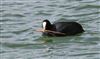Coot, College Lake, 05/04/2026 Photo of Coot at College Lake, Buckinghamshire. Taken by Don Stone on 5th April 2026.