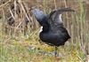 Coot, College Lake, 05/04/2026 Photo of Coot at College Lake, Buckinghamshire. Taken by Don Stone on 5th April 2026.
