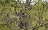 Cormorant, Linford Reserve, Linford GPs, 20/05/2026 Cormorant at Linford Reserve, Linford GPs, Buckinghamshire. Photographed by Michael Haberfield on 20th May 2026.