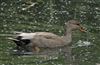 Gadwall, Linford Reserve, Linford GPs, 20/05/2026 Gadwall at Linford Reserve, Linford GPs, Buckinghamshire. Photographed by Michael Haberfield on 20th May 2026.