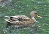 Gadwall, Linford Reserve, Linford GPs, 20/05/2026 Gadwall at Linford Reserve, Linford GPs, Buckinghamshire. Photographed by Michael Haberfield on 20th May 2026.
