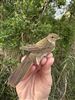 Grasshopper Warbler, Arncott MOD, Bucks area, 02/05/2026 Photo of Grasshopper Warbler at Arncott MOD, Bucks area, Buckinghamshire. Taken by Paul Watts on 2nd May 2026.
