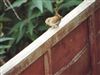 Wren, Buckingham, 28/05/2026 Wren at Buckingham, Buckinghamshire. Photographed by Jack Cadd on 28th May 2026.