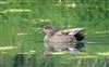 Gadwall, Great Missenden Abbey, 03/05/2026 Gadwall at Great Missenden Abbey, Buckinghamshire. Photographed by Don Stone on 3rd May 2026.