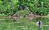 Coot, Great Missenden Abbey, 03/05/2026 Photo of Coot at Great Missenden Abbey, Buckinghamshire. Taken by Don Stone on 3rd May 2026.