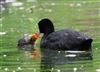 Coot, Great Missenden Abbey, 03/05/2026 Photo of Coot at Great Missenden Abbey, Buckinghamshire. Taken by Don Stone on 3rd May 2026.