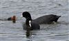 Coot, Linford Reserve, Linford GPs, 14/06/2026 Photo of Coot at Linford Reserve, Linford GPs, Buckinghamshire. Taken by Michael Haberfield on 14th June 2026.