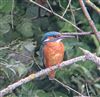 Kingfisher, Little Marlow GP, 15/06/2026 Photo of Kingfisher at Little Marlow GP, Buckinghamshire. Taken by Tony James on 15th June 2026.
