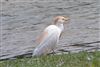 Cattle Egret, Little Marlow GP, 18/06/2026 Photo of Cattle Egret at Little Marlow GP, Buckinghamshire. Taken by Tony James on 18th June 2026.