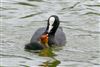 Coot, Linford Reserve, Linford GPs, 20/06/2026 Photo of Coot at Linford Reserve, Linford GPs, Buckinghamshire. Taken by Michael Haberfield on 20th June 2026.