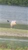 Spoonbill, Little Marlow GP, 02/06/2026 Photo of Spoonbill at Little Marlow GP, Buckinghamshire. Taken by Michael Hubbard on 2nd June 2026.