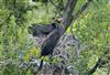 Cormorant, Linford Reserve, Linford GPs, 23/06/2026 Cormorant at Linford Reserve, Linford GPs, Buckinghamshire. Photographed by Michael Haberfield on 23rd June 2026.