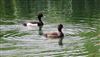 Tufted Duck, Latimer Park, Latimer, 29/05/2026 Photo of Tufted Duck at Latimer Park, Latimer, Buckinghamshire. Taken by Don Stone on 29th May 2026.