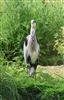 Grey Heron, Latimer Park, Latimer, 29/05/2026 Photo of Grey Heron at Latimer Park, Latimer, Buckinghamshire. Taken by Don Stone on 29th May 2026.