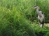 Grey Heron, Latimer Park, Latimer, 29/05/2026 Photo of Grey Heron at Latimer Park, Latimer, Buckinghamshire. Taken by Don Stone on 29th May 2026.