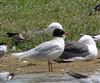 Mediterranean Gull, Little Marlow GP, 10/07/2026 Photo of Mediterranean Gull at Little Marlow GP, Buckinghamshire. Taken by Tony James on 10th July 2026.