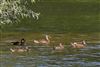 Gadwall, Linford Reserve, Linford GPs, 11/07/2026 Gadwall at Linford Reserve, Linford GPs, Buckinghamshire. Photographed by Michael Haberfield on 11th July 2026.