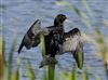 Cormorant, Linford Reserve, Linford GPs, 12/07/2026 Cormorant at Linford Reserve, Linford GPs, Buckinghamshire. Photographed by Michael Haberfield on 12th July 2026.