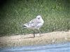 Mediterranean Gull, Little Marlow GP, 13/07/2026 Photo of Mediterranean Gull at Little Marlow GP, Buckinghamshire. Taken by Graham Smith on 13th July 2026.